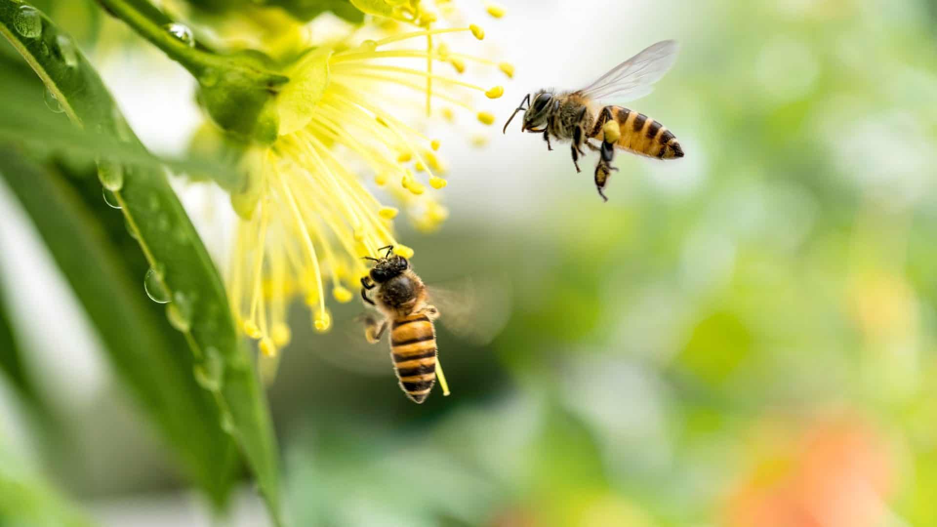 Abeille sur une fleur