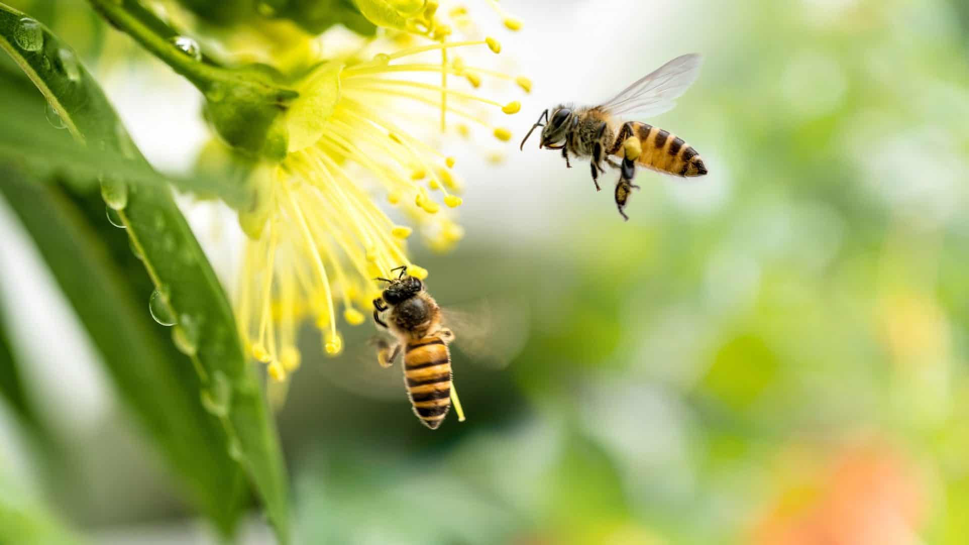 Ape su fiore